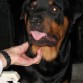 docil